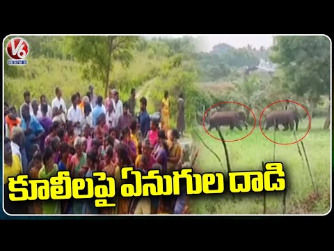 Two killed by wild elephants in Chittoor