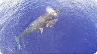 搖控飛機拍攝-鯨魚寶寶與媽媽的互動