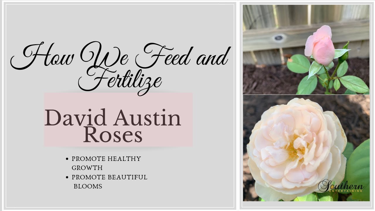 Rose food David Austin купить