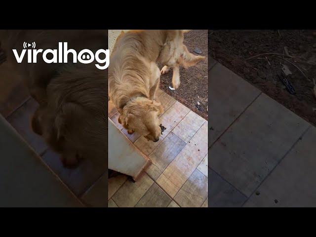 Golden Retriever Comes Home With a Gift || ViralHog