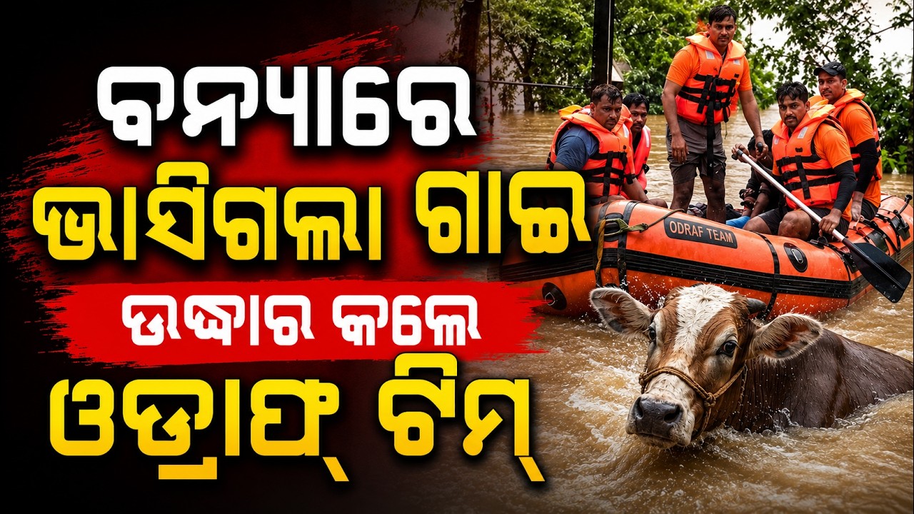 ବନ୍ୟାରେ ଭାସିଗଲା ଗାଈ... | Odisha Flood Fury | ODRAF & Fire Services Rescue Operation | Jajpur Flood