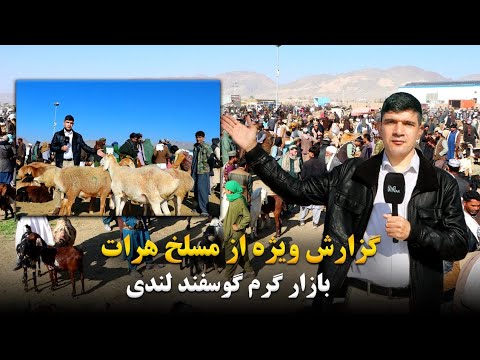 گزارش ویژه از مسلخ هرات|بازار گرم گوسفند لندی!