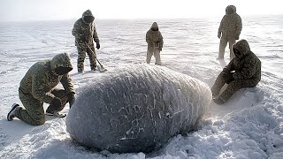 Таинственное гигантское яйцо найдено в Антарктиде спустя 66 миллионов лет