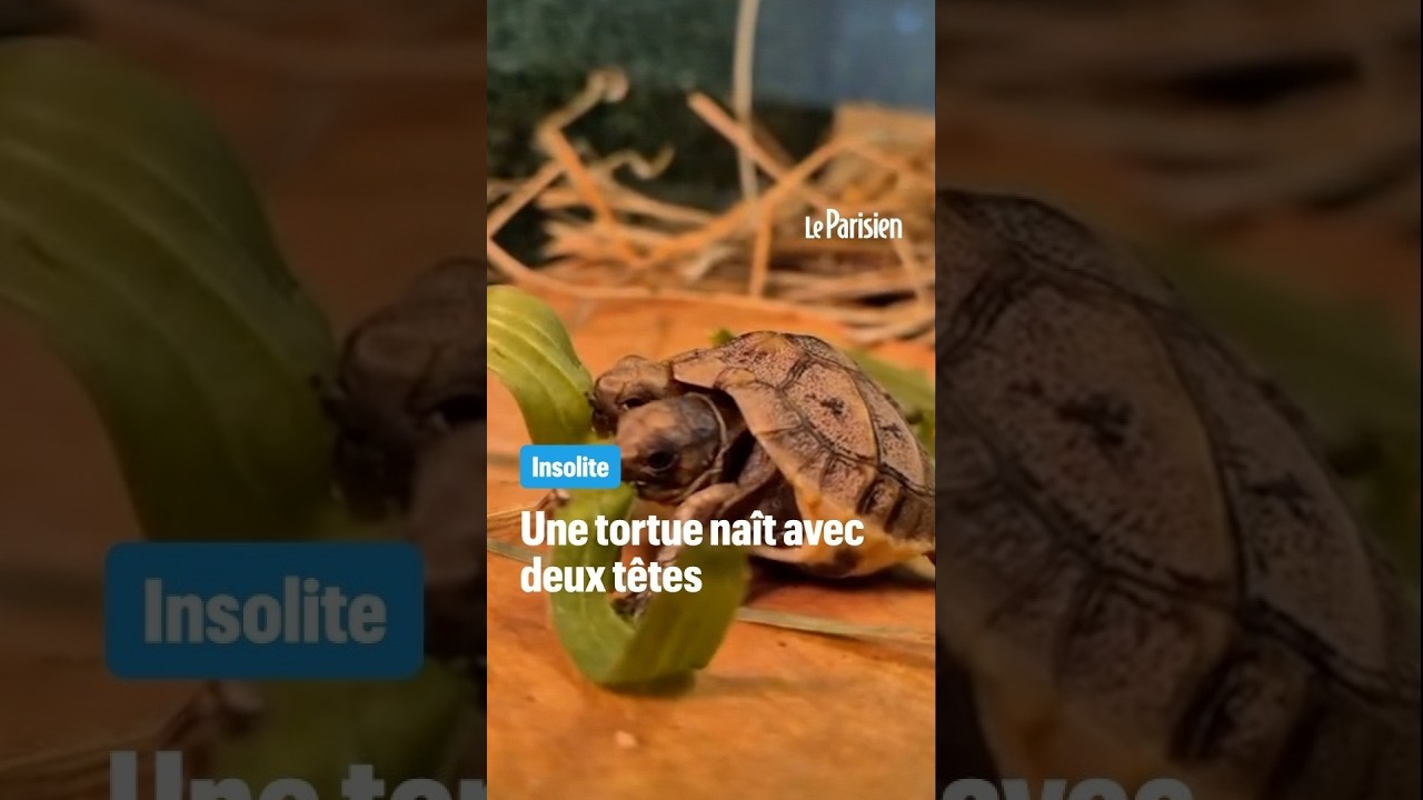 Une tortue naît avec deux têtes dans le Var
