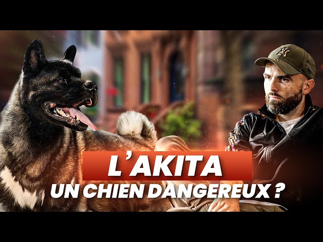 Akita : "Ce n’est pas un chien c’est un monstre ?"