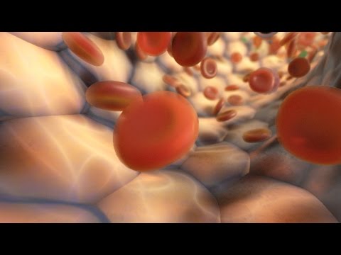 360° Blood Flow Animation (demo)