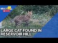 Large cat found in Reservoir Hill area