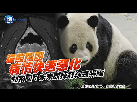 貓熊團團病情快速惡化　動物園：未來將改採舒緩式照護｜鏡週刊