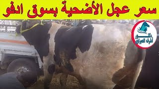 أسعار عجول الاضحية بسوق الاربعاء ادفو - اسوان 17 - 7 - 2019 ...
