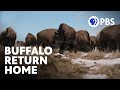 Homecoming | Buffalo Return to Indigenous Lands | Short Film | PBS