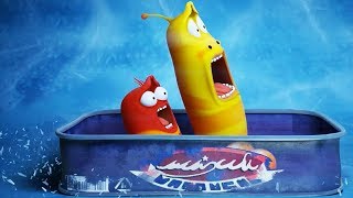 Larva - boby