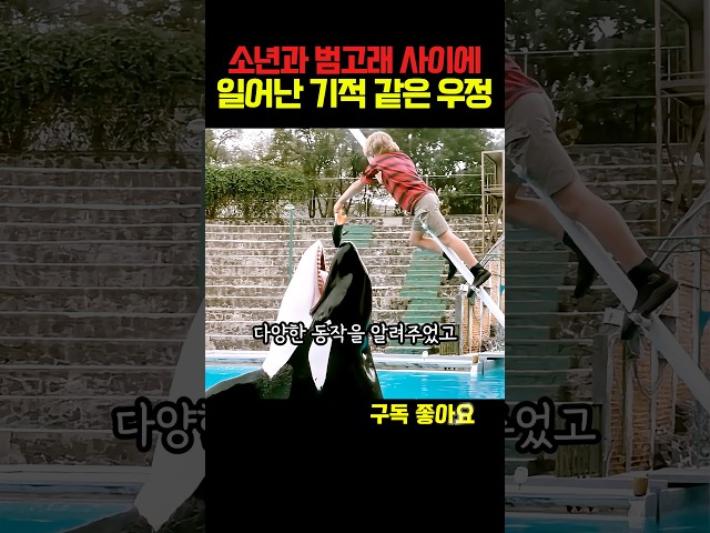 소년과 범고래의 기적 같은 우정