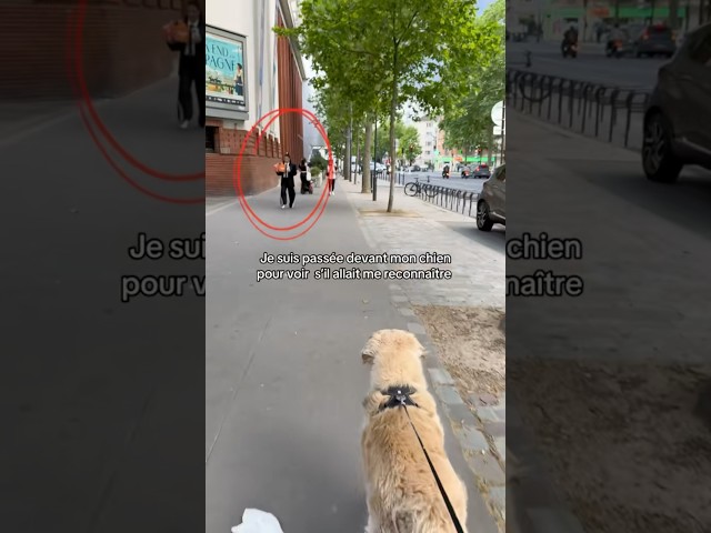 Je suis passée devant mon chien pour voir si il allait me reconnaître 🥹