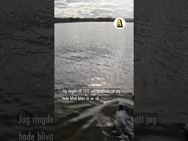 Micke blev biten av en säl