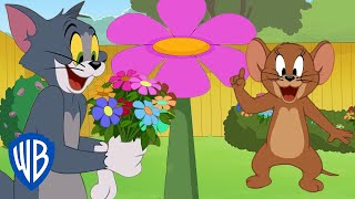 Tom a Jerry - sezóna kvetov