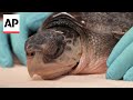 Rescued sea turtles given holiday-themed names as they rehab in Florida