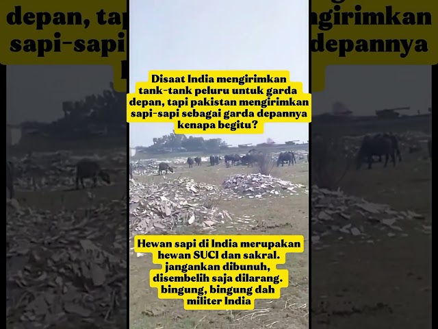 Berita viral ! Pakistan mengirimkan Sapi sebagai Garda depan perang