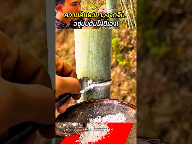 ความลับผิวขาวจากจีน… อยู่บนต้นไผ่นี่เอง! #สาระความรู้ #เคล็ดลับผิวขาว #ความลับผิวใส #shortvideo