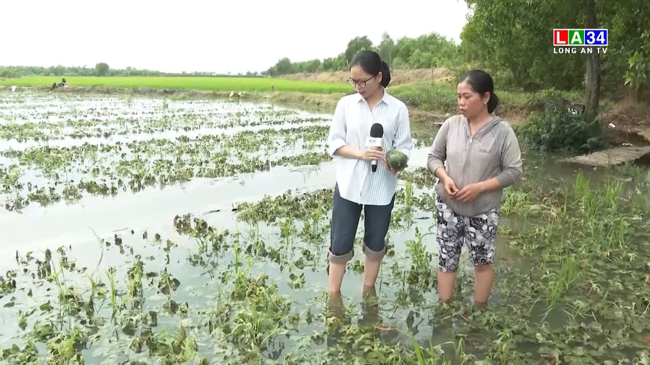 Mưa, lũ gây thiệt hại hàng trăm hecta lúa, hoa màu của người dân