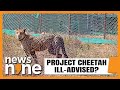 Decoding Cheetah Deaths | Whats Going Wrong With Indias Cheetah Project? | News9