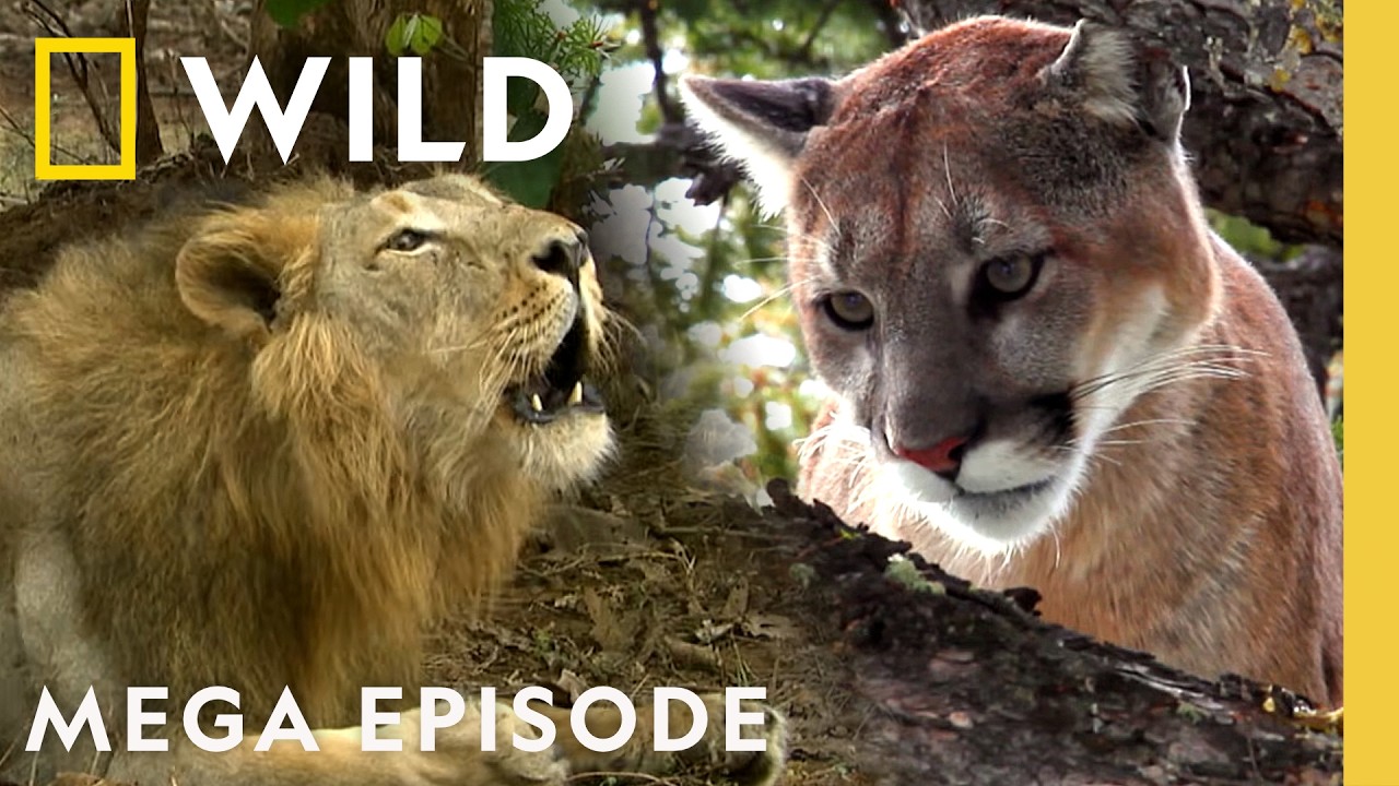 Inside the Wild World of Big Cats & Cheetahs | MEGA Episode Compilation | Nat Geo Animals