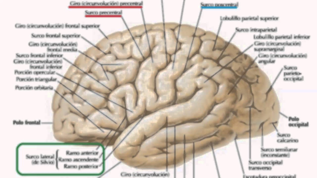 Estructura Externa Del Cerebro Y Las Areas De Brodmann Youtube