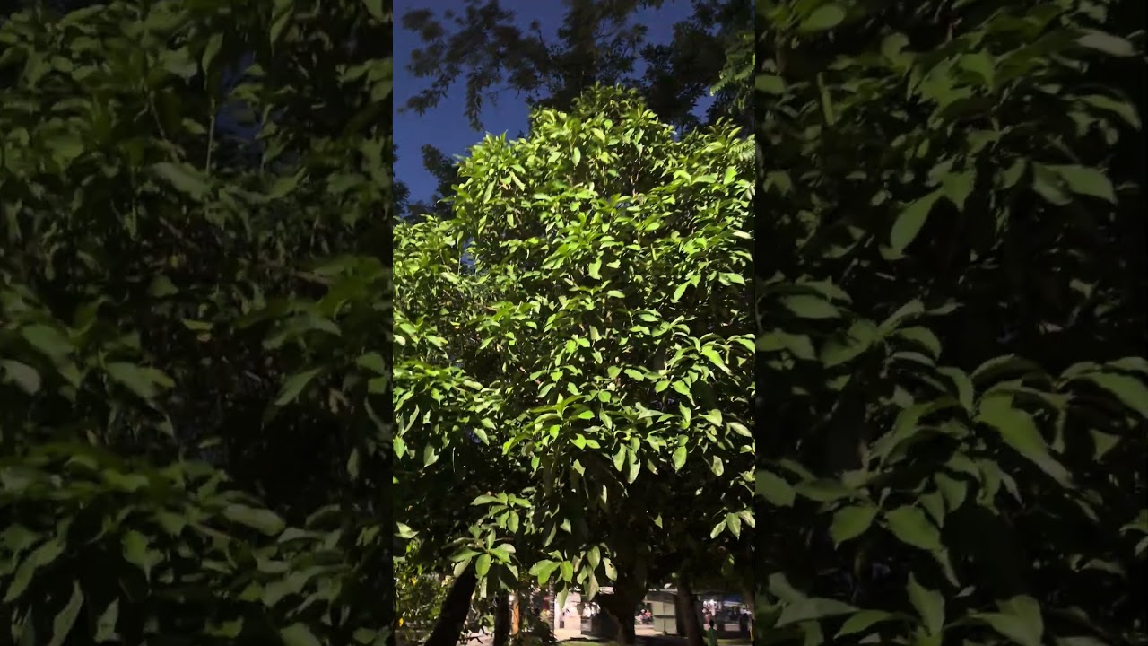 Parque de los Loros - Leticia (Amazonas)