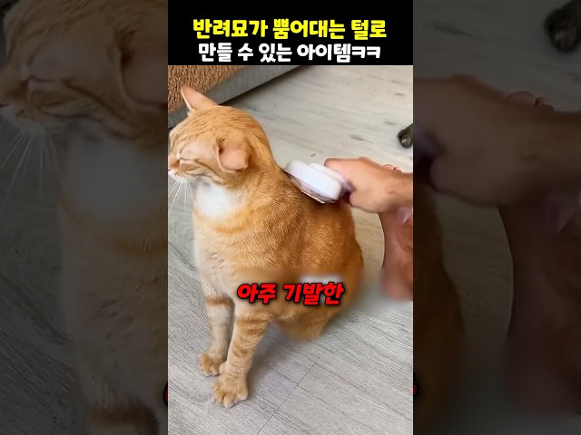 반려묘가 뿜어대는 털로 만들 수 있는 아이템ㅋㅋ