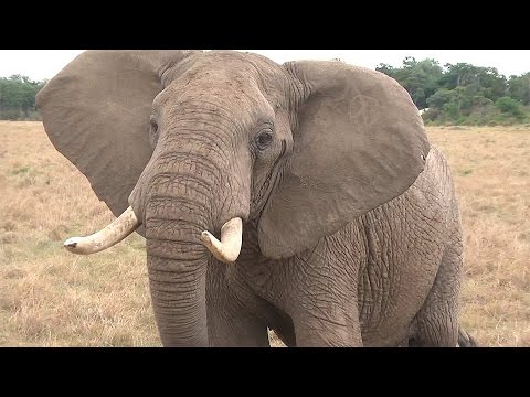 Kenia Single Semana Santa