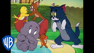 Tom a Jerry - Jerry a jeho spojenci