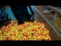 Hot summer gifts British apple growers monster harvest | REUTERS  - 02:05 min - News - Video