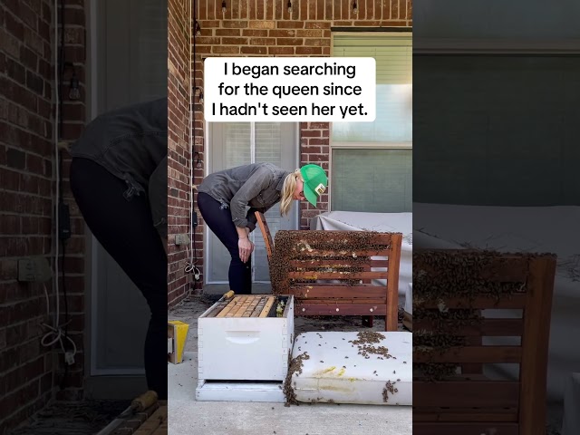 50,000 Bees on a Chair