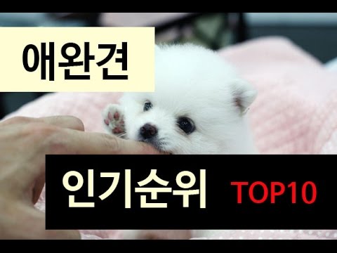 (랭킹박스) 애완견 인기순위 TOP 10