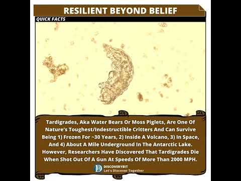 Resilient Tardigrades: Survivors Extraordinaire!