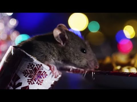 Cities: Nature's New Wild'