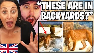 British Mum Reacts to Deadly Animals Lurking in American Backyards