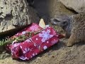 AP - Animals unwrap Christmas gifts at zoo in Poland