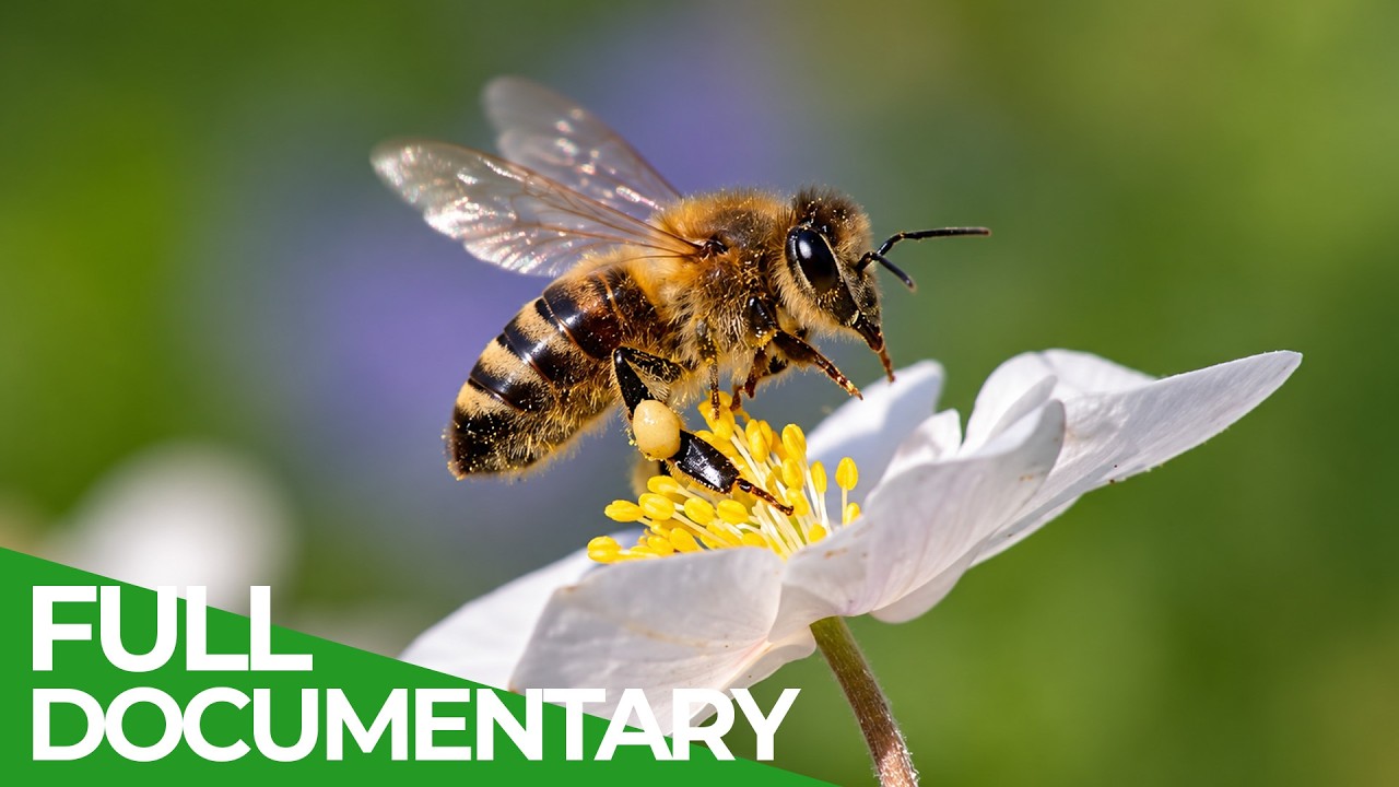 Bee Wild: A Hive in the Wild | Free Documentary Nature