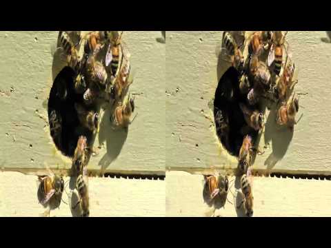 3D Honeybees at Hive Entrance