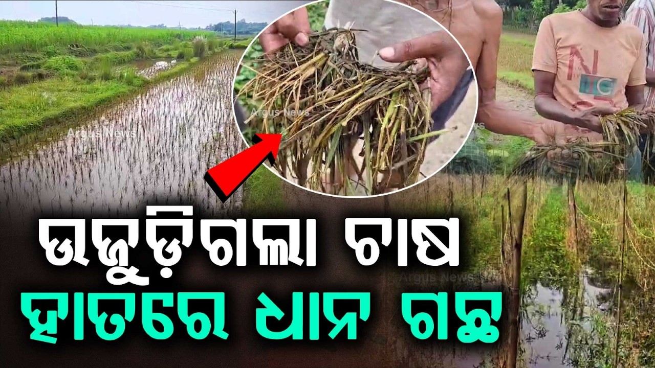 ଉଜୁଡ଼ିଗଲା ଚାଷ | Subarnarekha River Flood | Thousands Of Hectares Of Crops Destroyed | Argus News