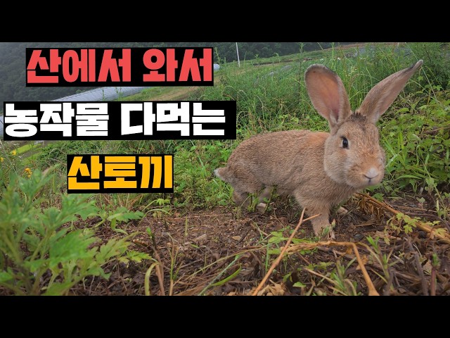 농장채소 다털어먹는 산토끼 잡아서 양봉장 근처에 풀어주기