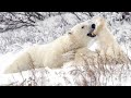 Loss of sea ice puts polar bears at risk: study | REUTERS