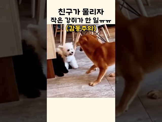 친구가 물리자 작은 강쥐가 한 일ㅠㅠ (감동주의)