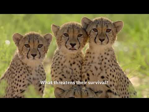 Cheetah Family & Me'