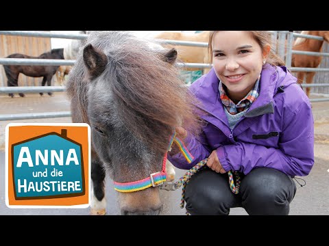 Pony | Information für Kinder | Anna und die Haustiere