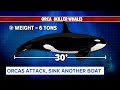 Oh my God!: Orcas attack, sink another boat  - 01:32 min - News - Video