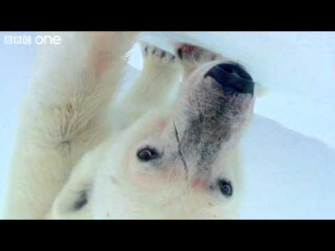 Polar Bears: Spy on the Ice'