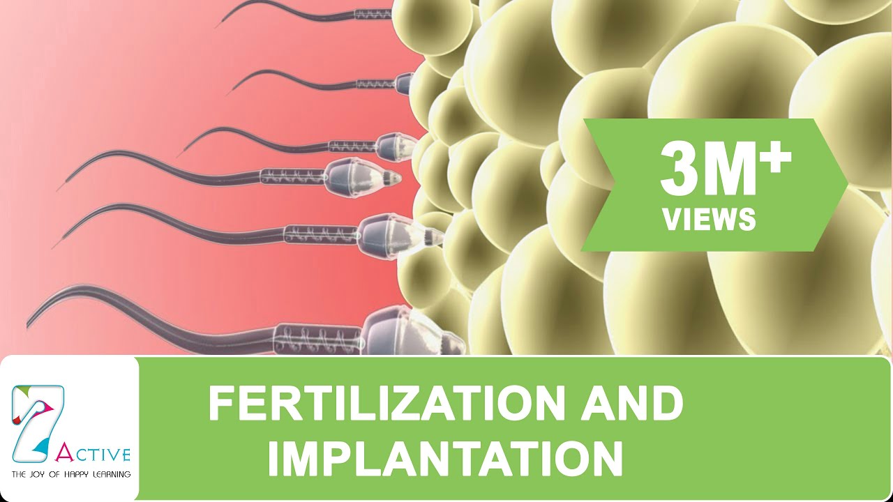 fertilization-and-implantation-youtube