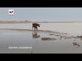 Floods takes toll on livestock in Kazakhstan as thousands of animals are killed  - 00:50 min - News - Video