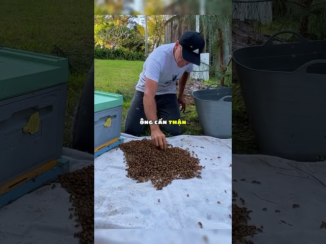 Ông chú nhận nuôi toàn bộ tổ ong 🐝😲